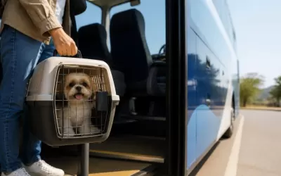 Cachorro em caixa de transporte sendo embarcado em ônibus